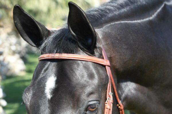 EquuSport Custom English Bridle - Image 2