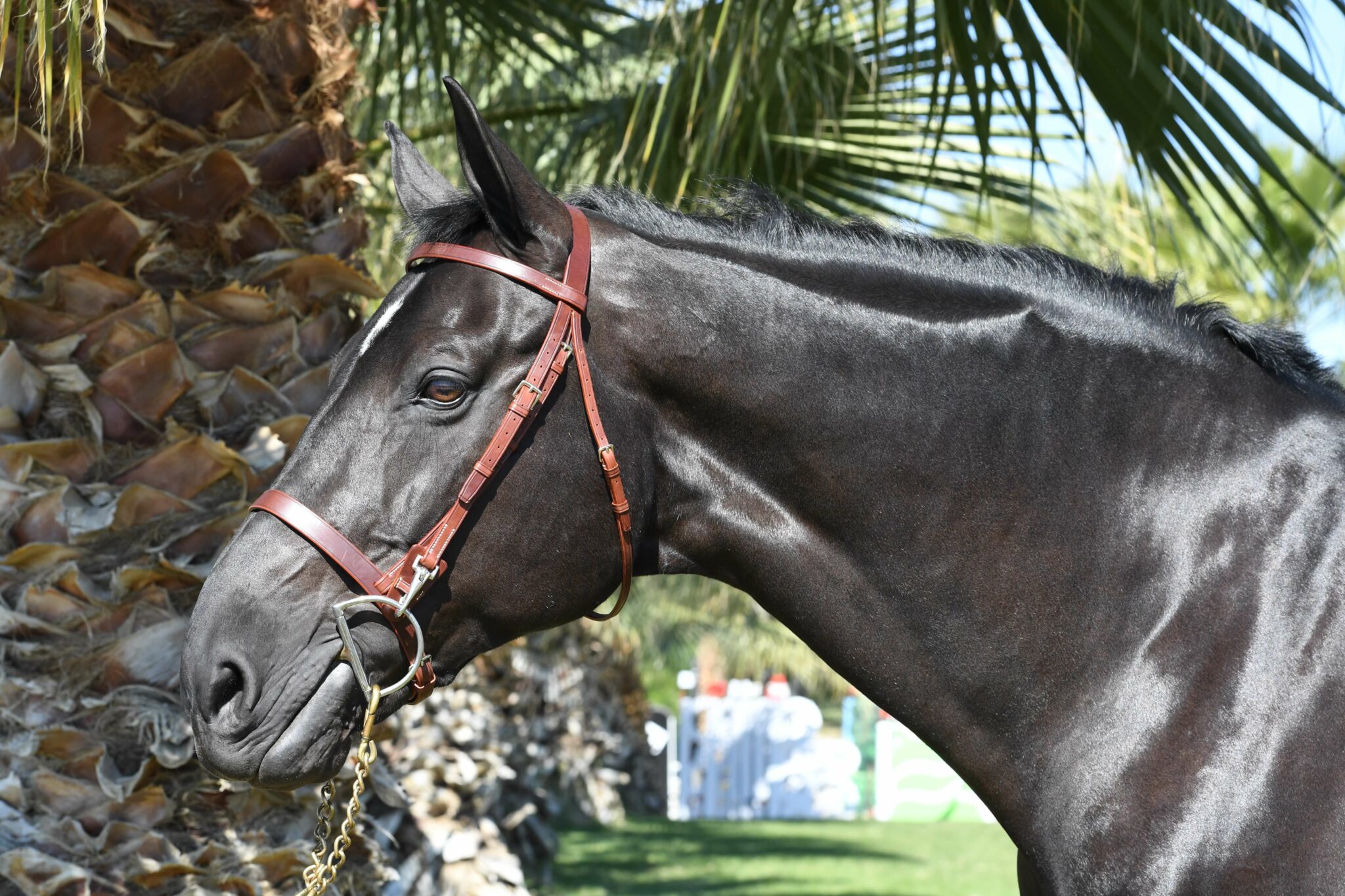 EquuSport Work Bridle with Snap Cheeks EquuSport Custom Saddlery