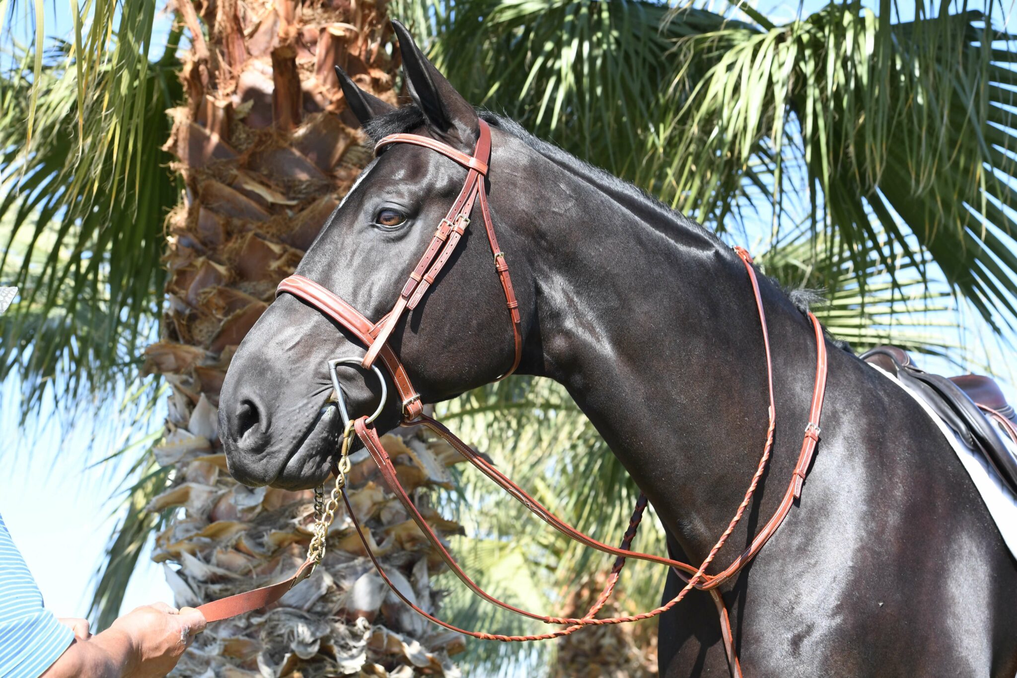 EquuSport Custom English Bridle EquuSport Custom Saddlery