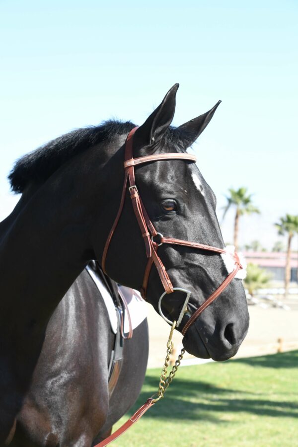 EquuSport Figure 8 Bridle - Image 2
