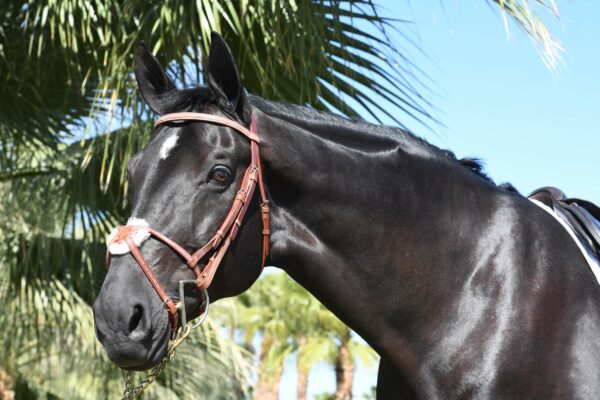 EquuSport Figure 8 Bridle