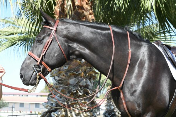EquuSport Running Martingale