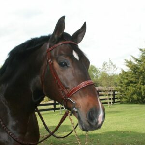 Bridles & Accessories