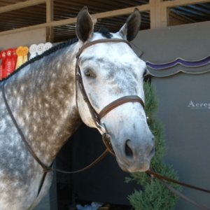 English Bridles